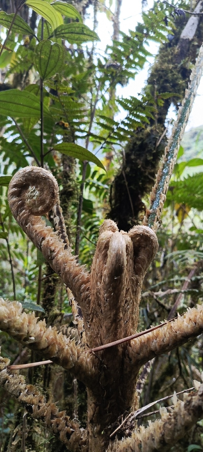 Cyathea vilhelmii photo 2