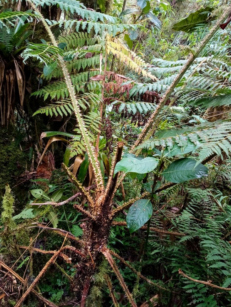 Cyathea vilhelmii photo 3