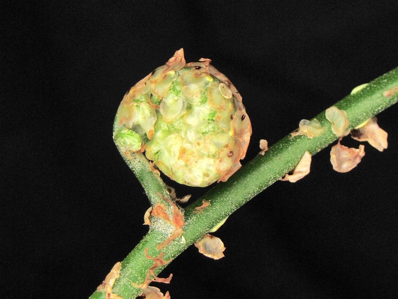 Cyathea vilhelmii photo 4