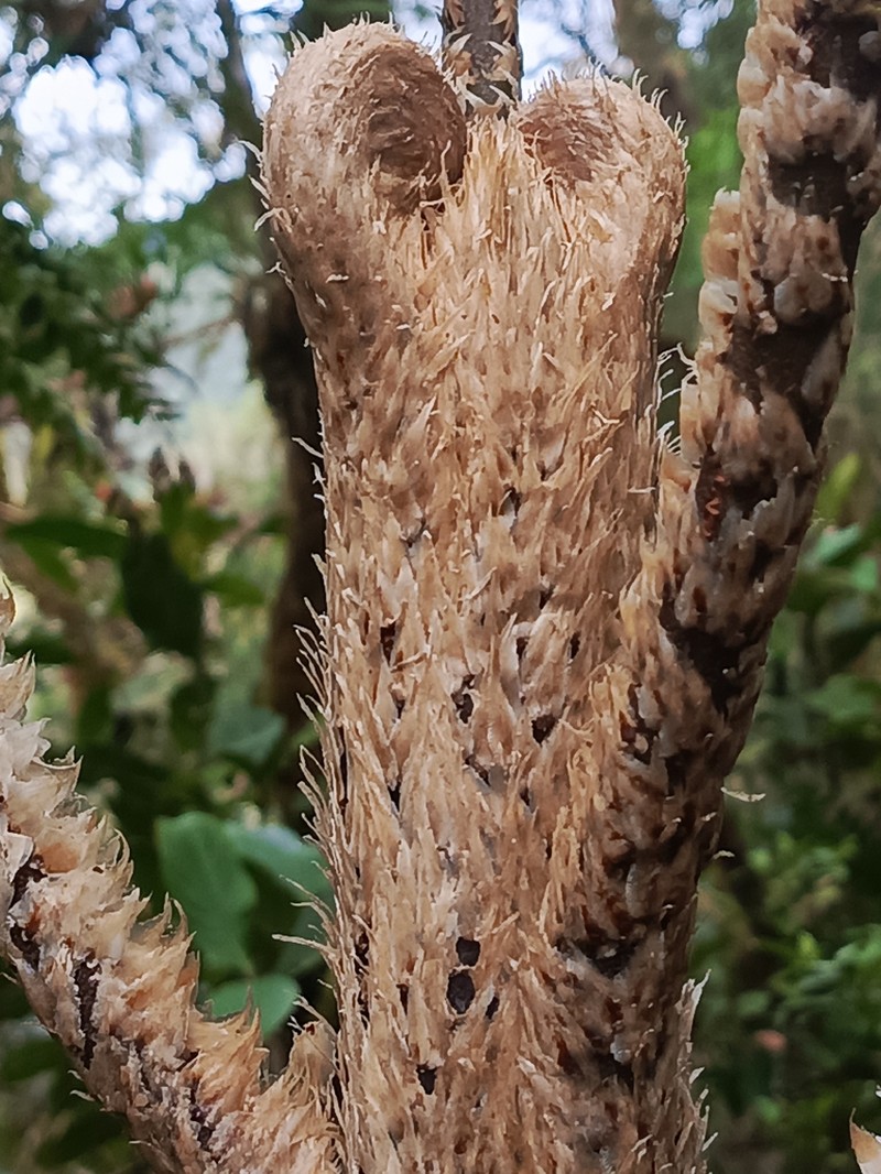 Cyathea vilhelmii photo 5