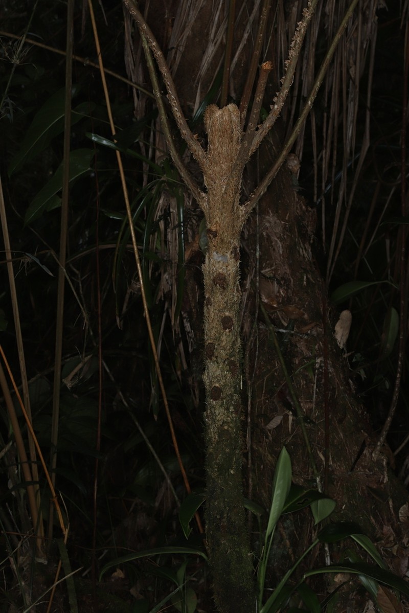 Cyathea vilhelmii photo 6