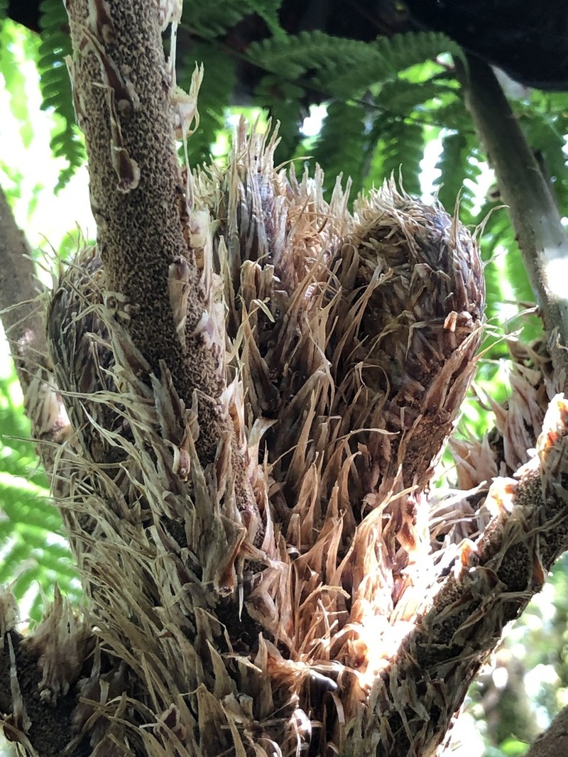 Cyathea vilhelmii photo 7
