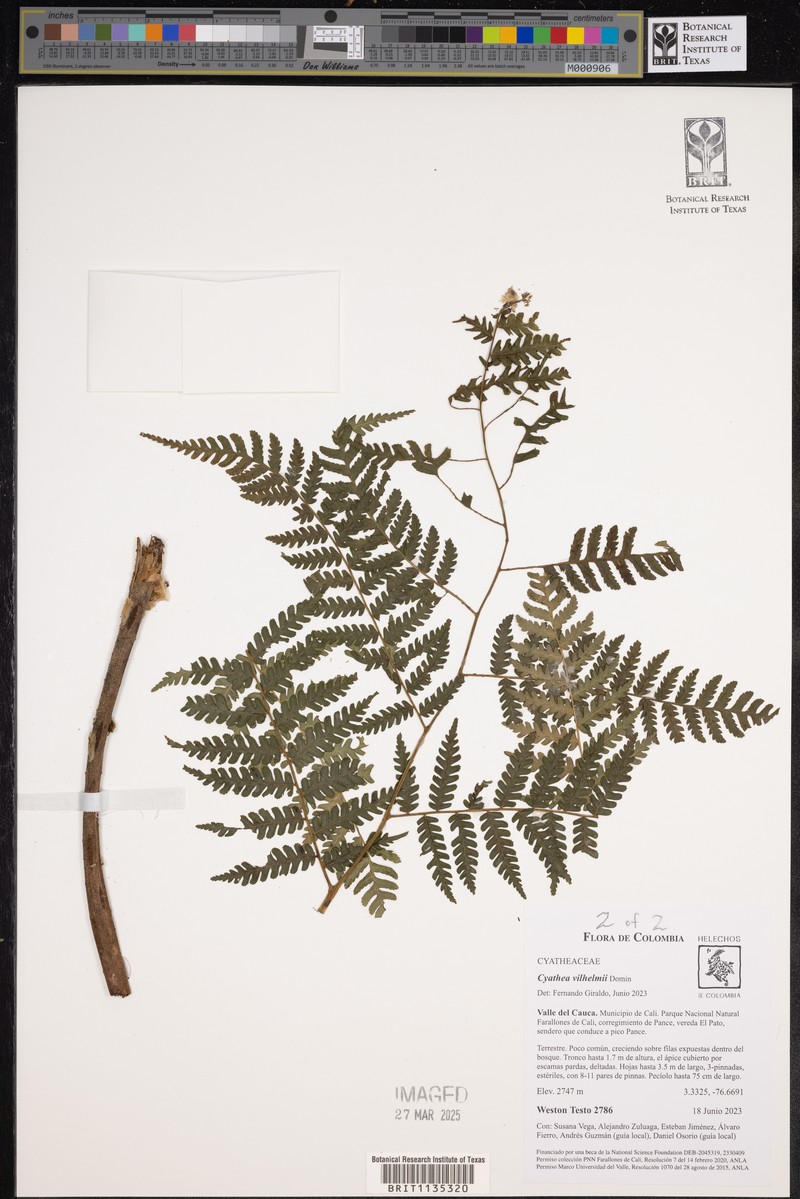 Cyathea vilhelmii photo 8