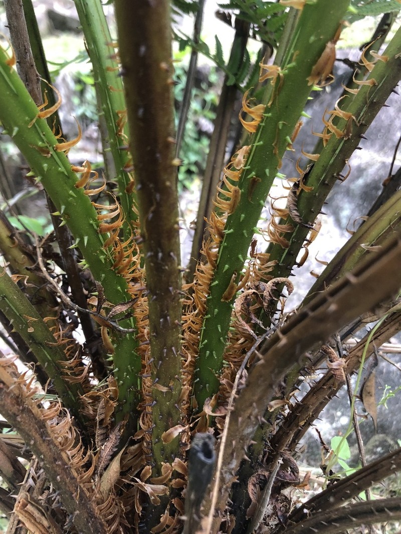 Cyathea villosa