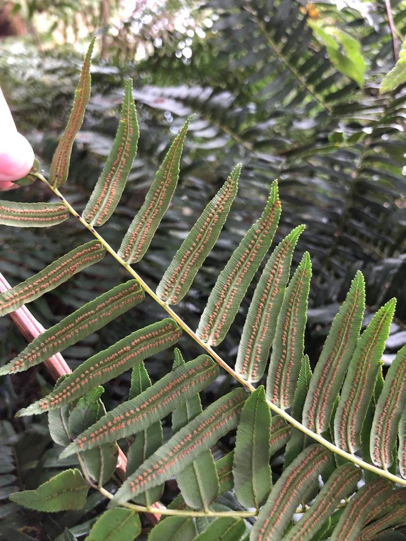Cyathea villosa photo 2