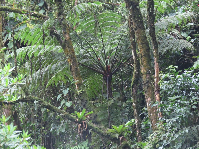 Cyathea villosa photo 3