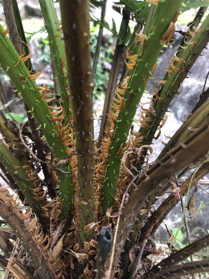 Cyathea villosa photo 5