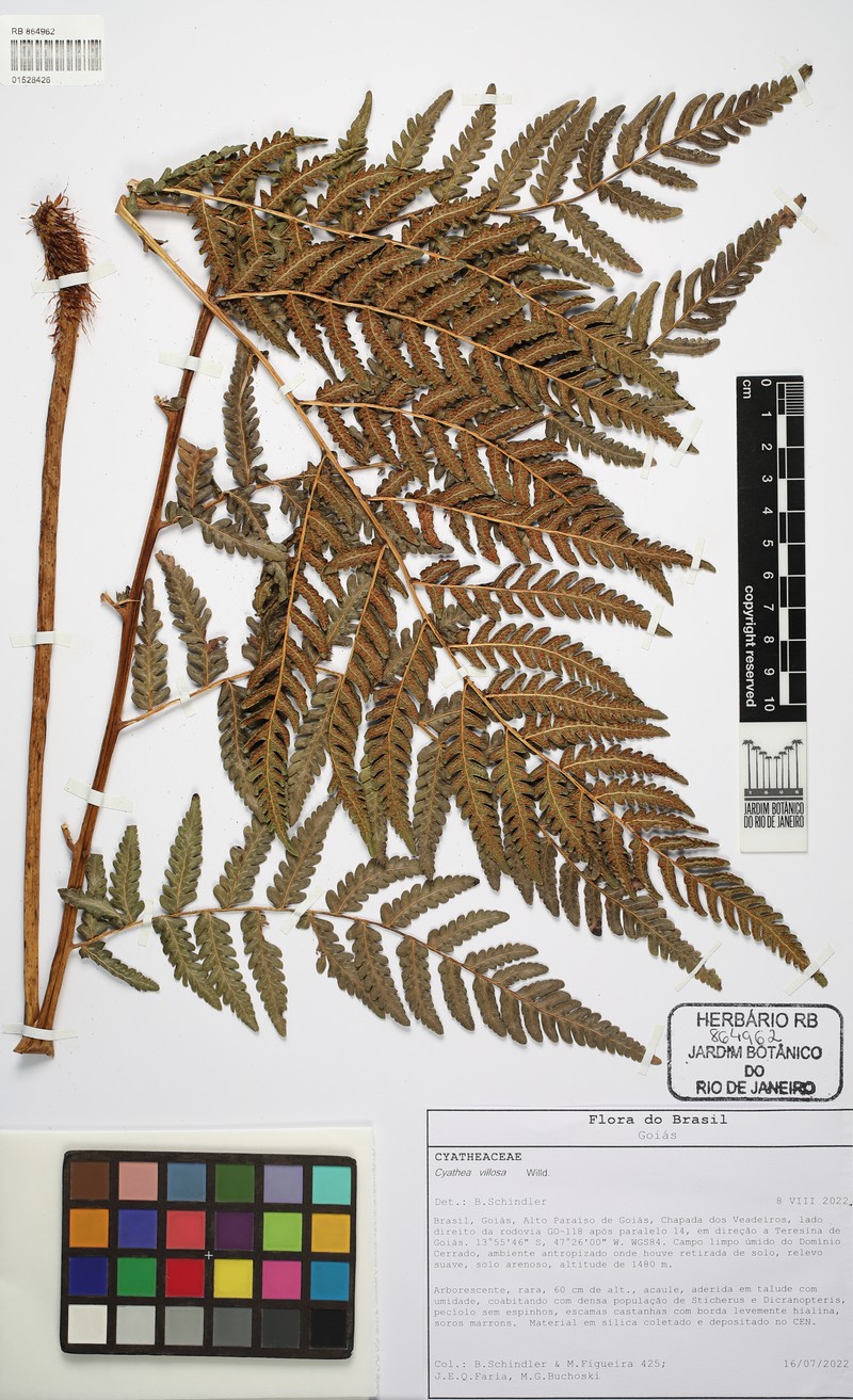 Cyathea villosa photo 6
