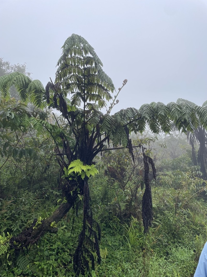 Cyathea weatherbyana
