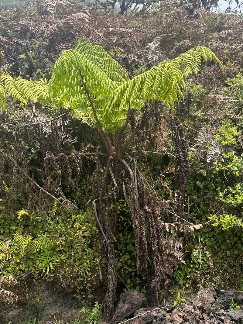 Cyathea weatherbyana photo 2