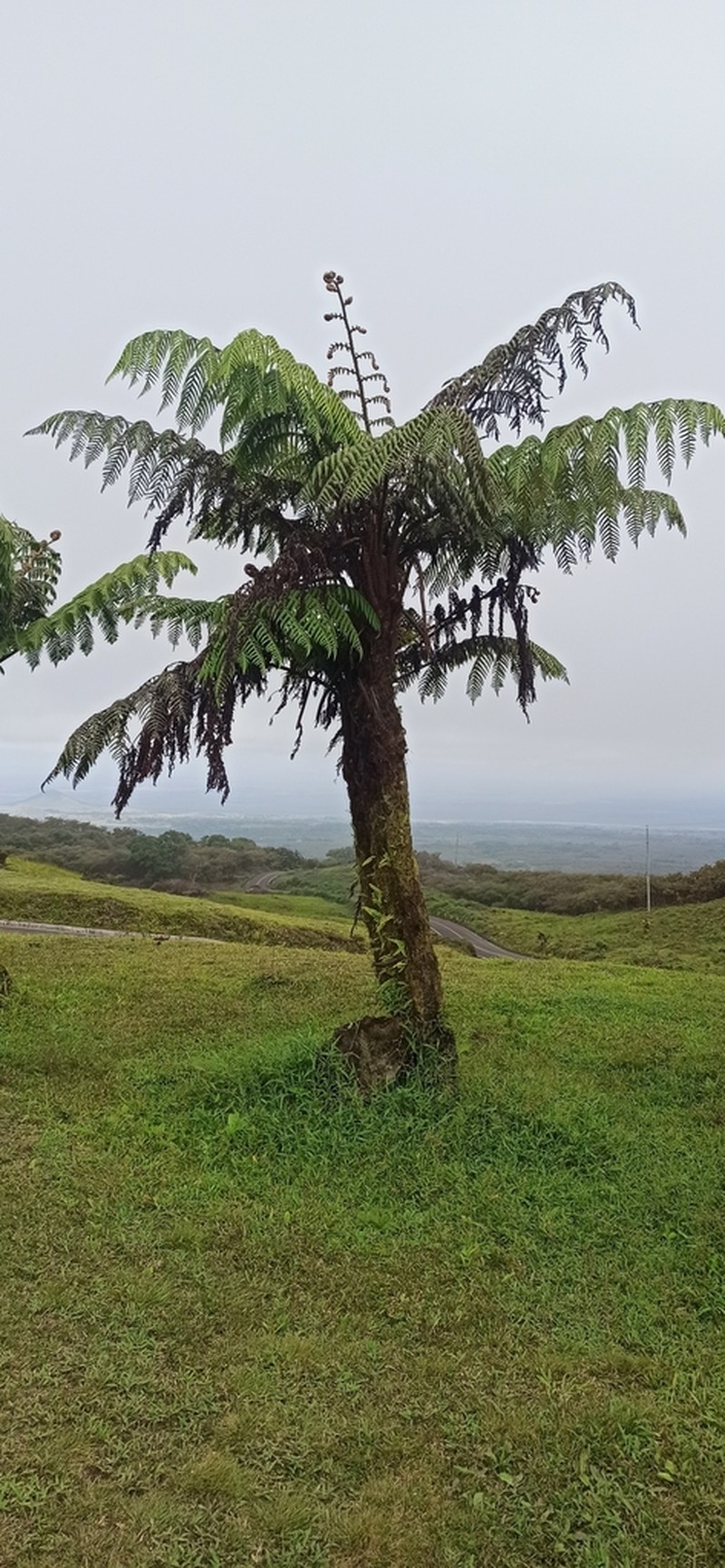 Cyathea weatherbyana photo 3