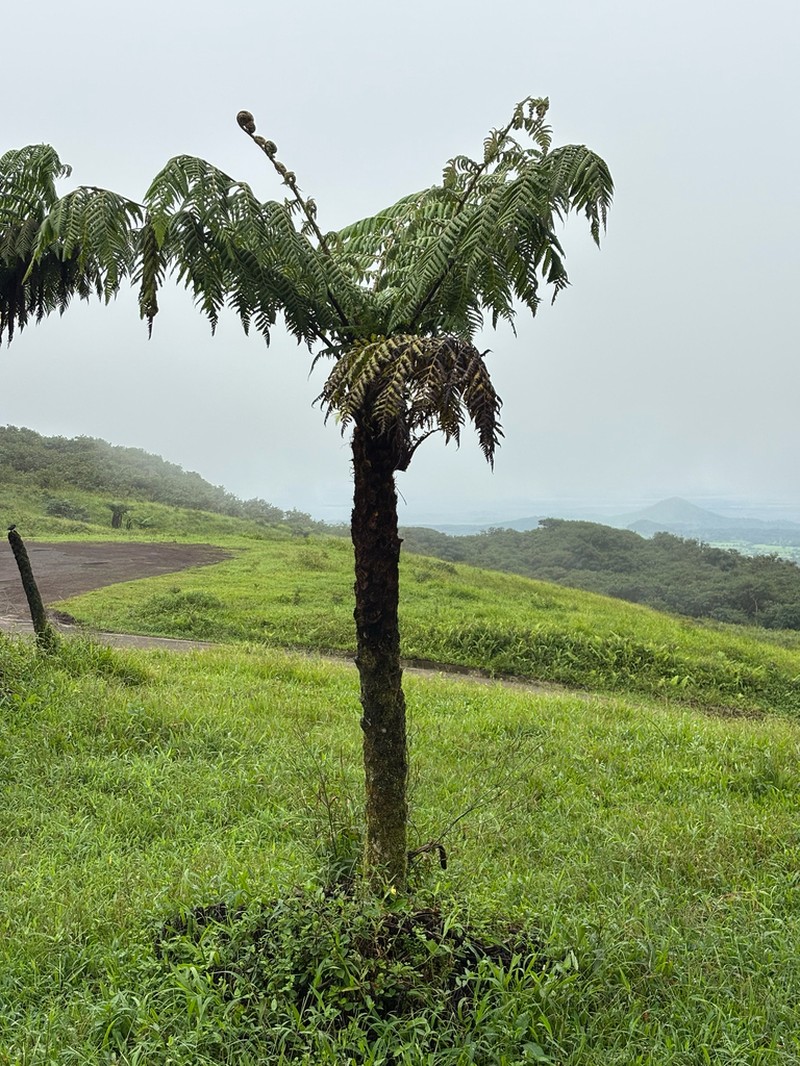 Cyathea weatherbyana photo 4
