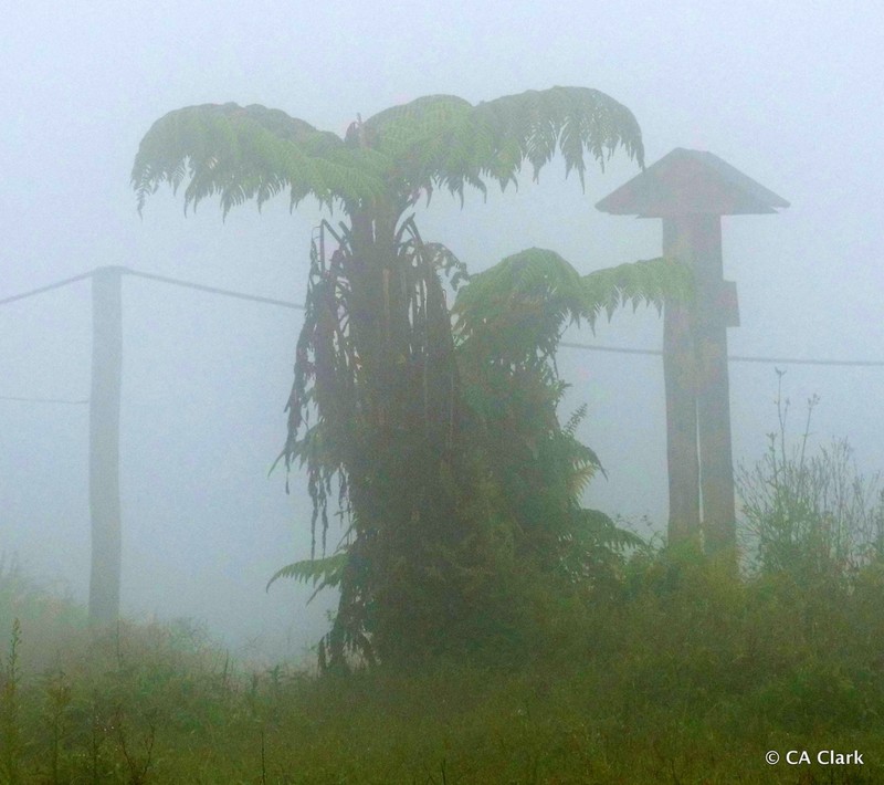 Cyathea weatherbyana photo 6