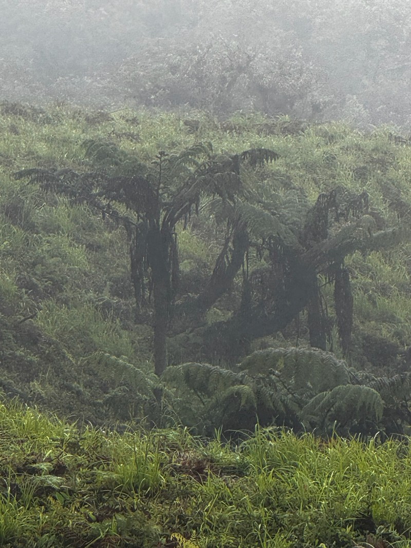 Cyathea weatherbyana photo 7