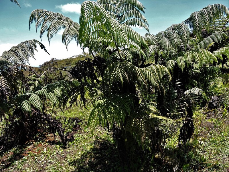 Cyathea weatherbyana photo 8