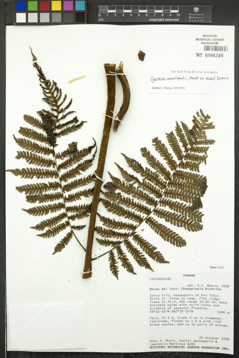 Cyathea wendlandii