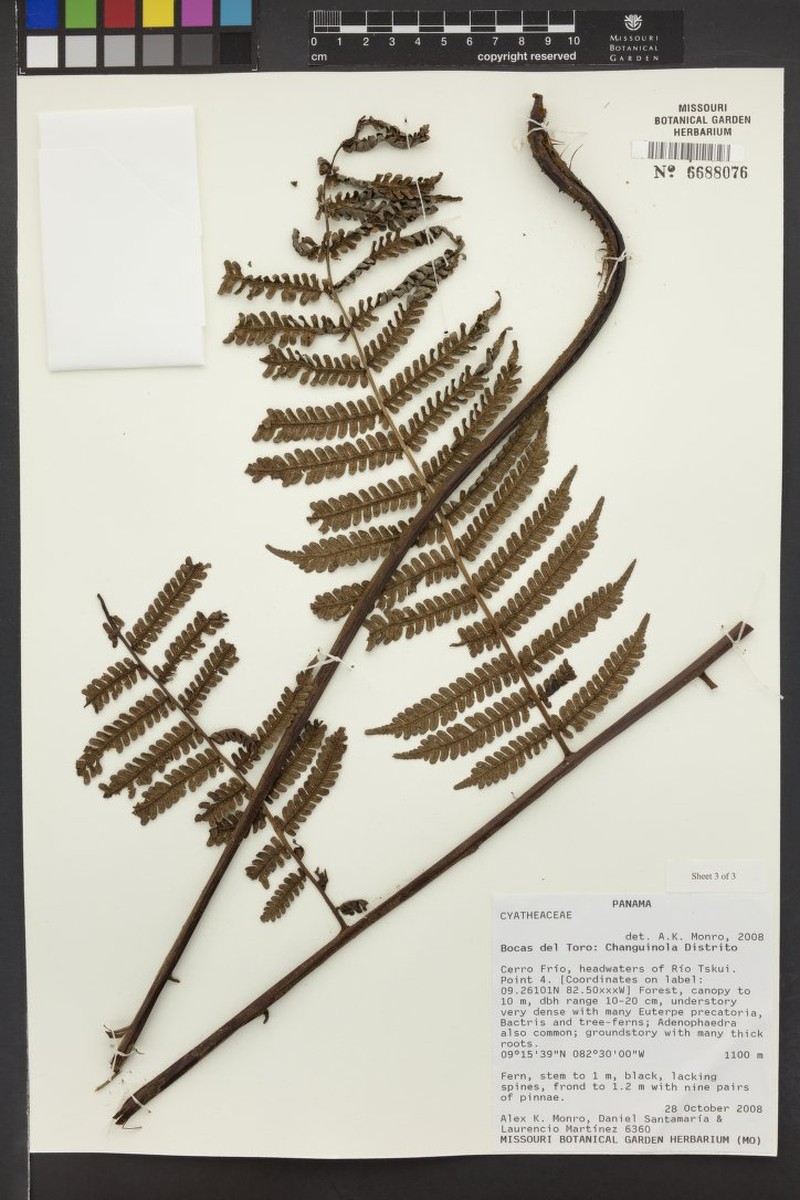 Cyathea wendlandii photo 2