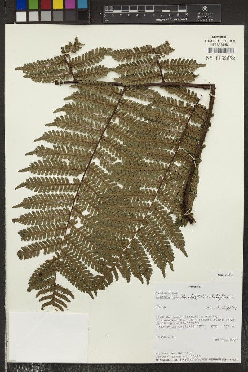 Cyathea wendlandii photo 3