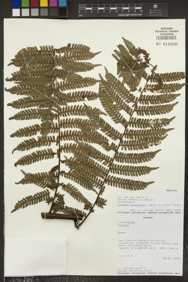 Cyathea wendlandii photo 4