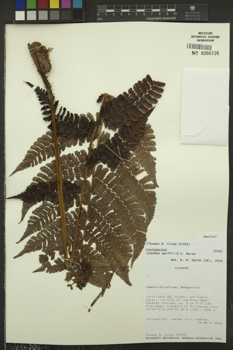 Cyathea werffii