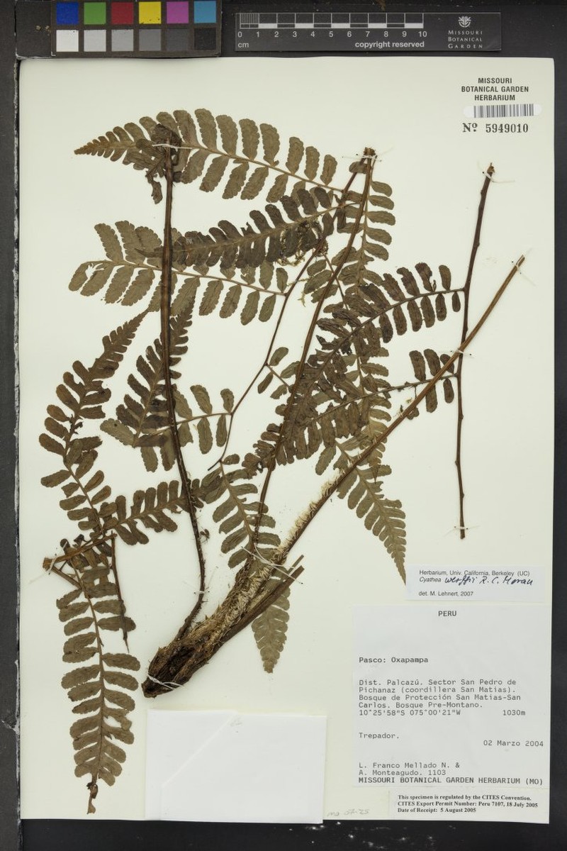 Cyathea werffii photo 2