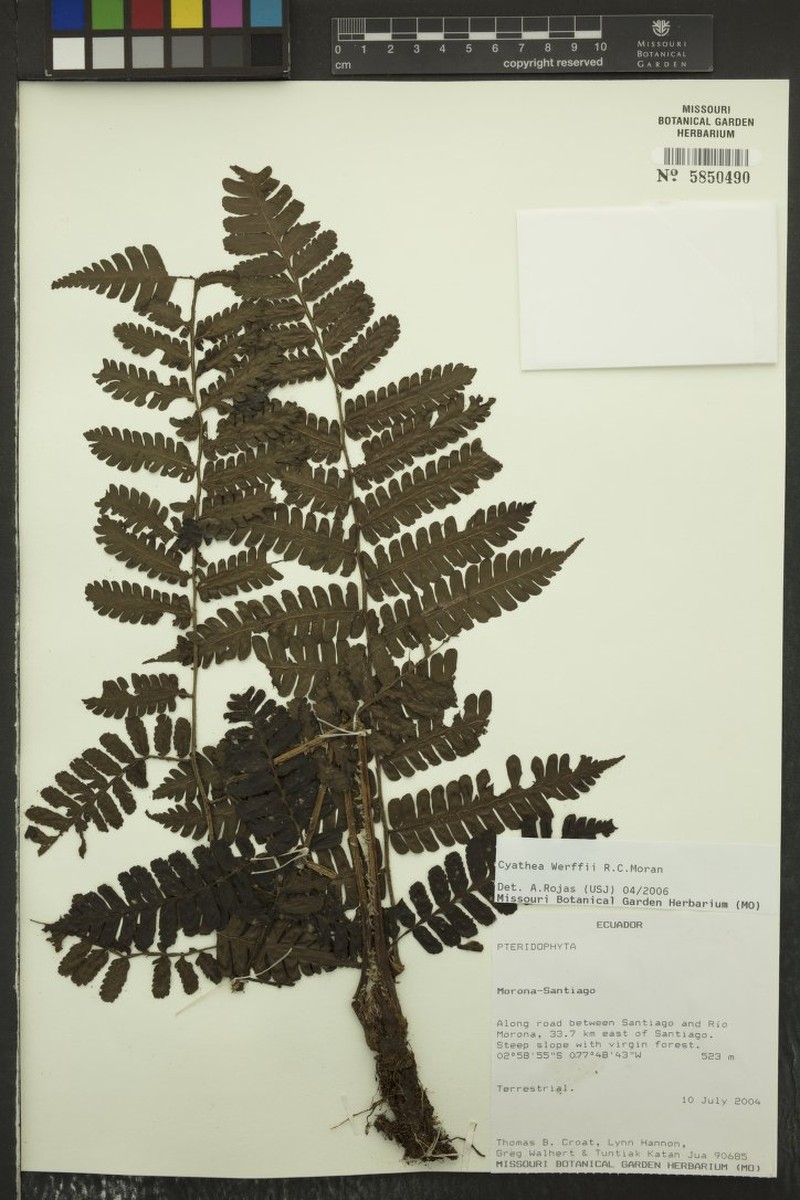 Cyathea werffii photo 3