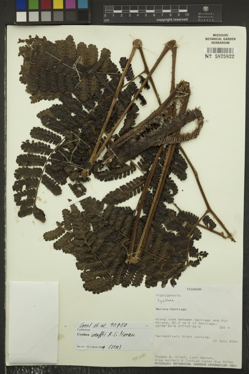 Cyathea werffii photo 4