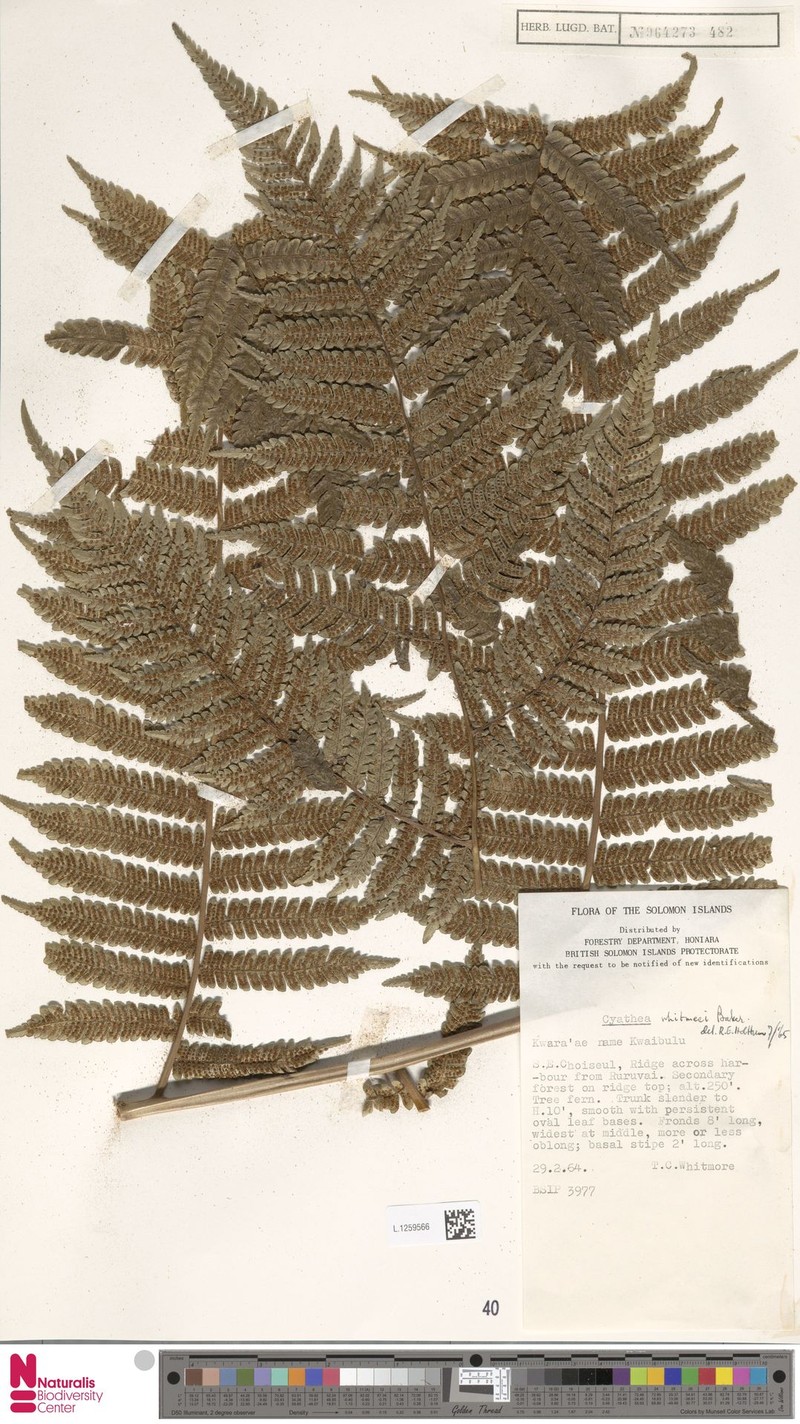Cyathea whitmeei photo 2