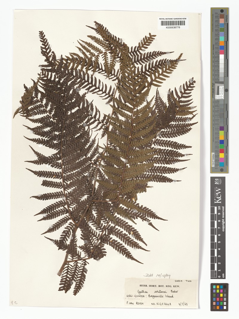 Cyathea whitmeei photo 3