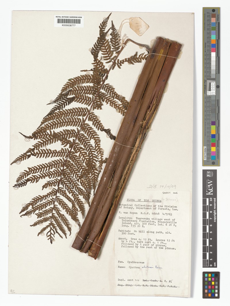 Cyathea whitmeei photo 4