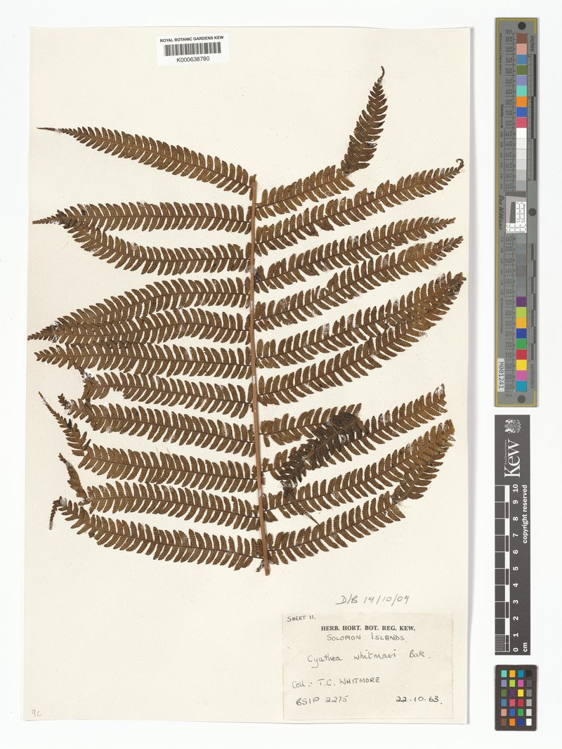 Cyathea whitmeei photo 5