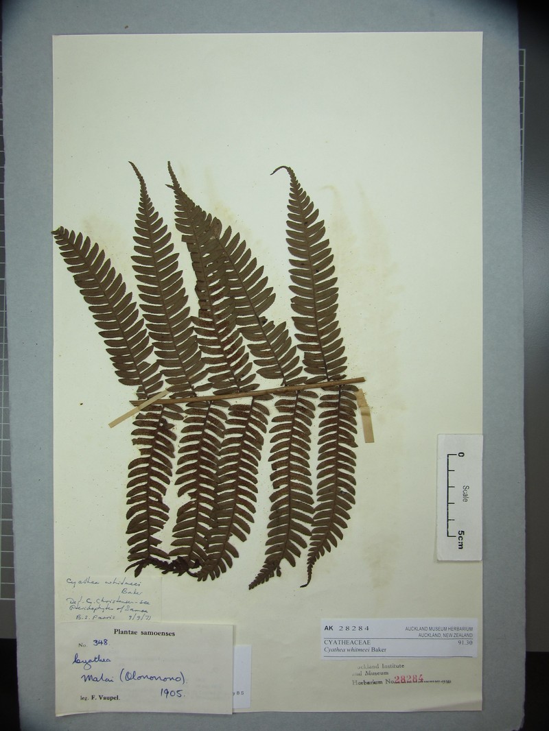 Cyathea whitmeei