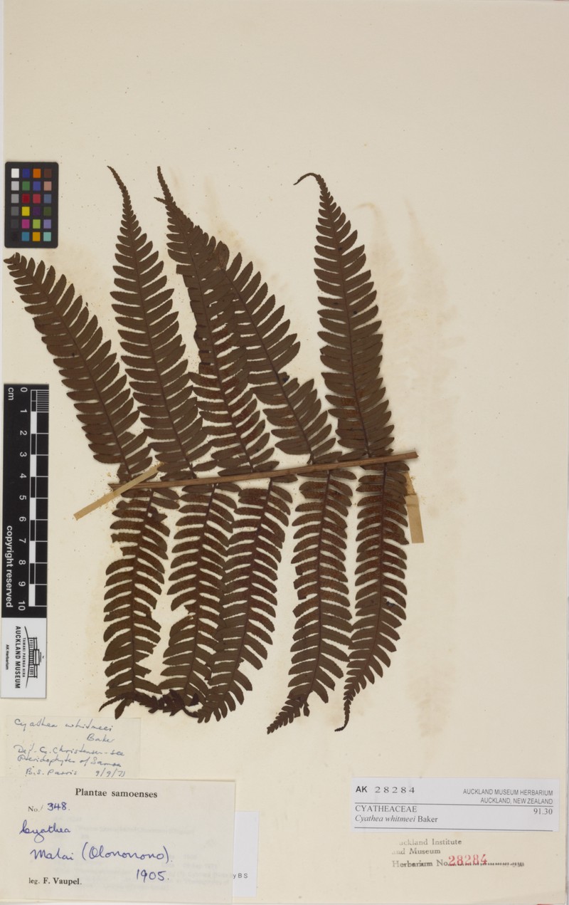 Cyathea whitmeei photo 6