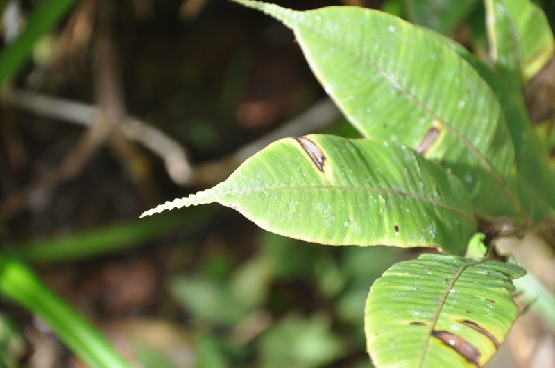 Cyathea williamsii photo 2