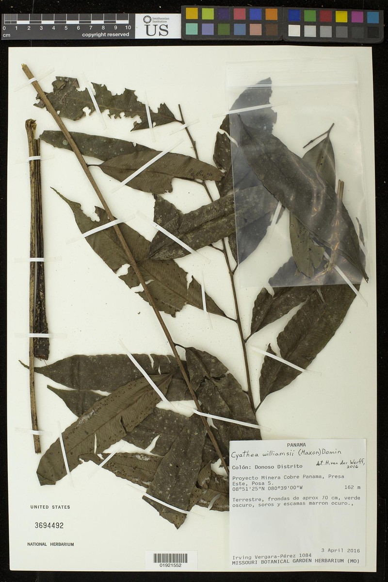 Cyathea williamsii photo 3