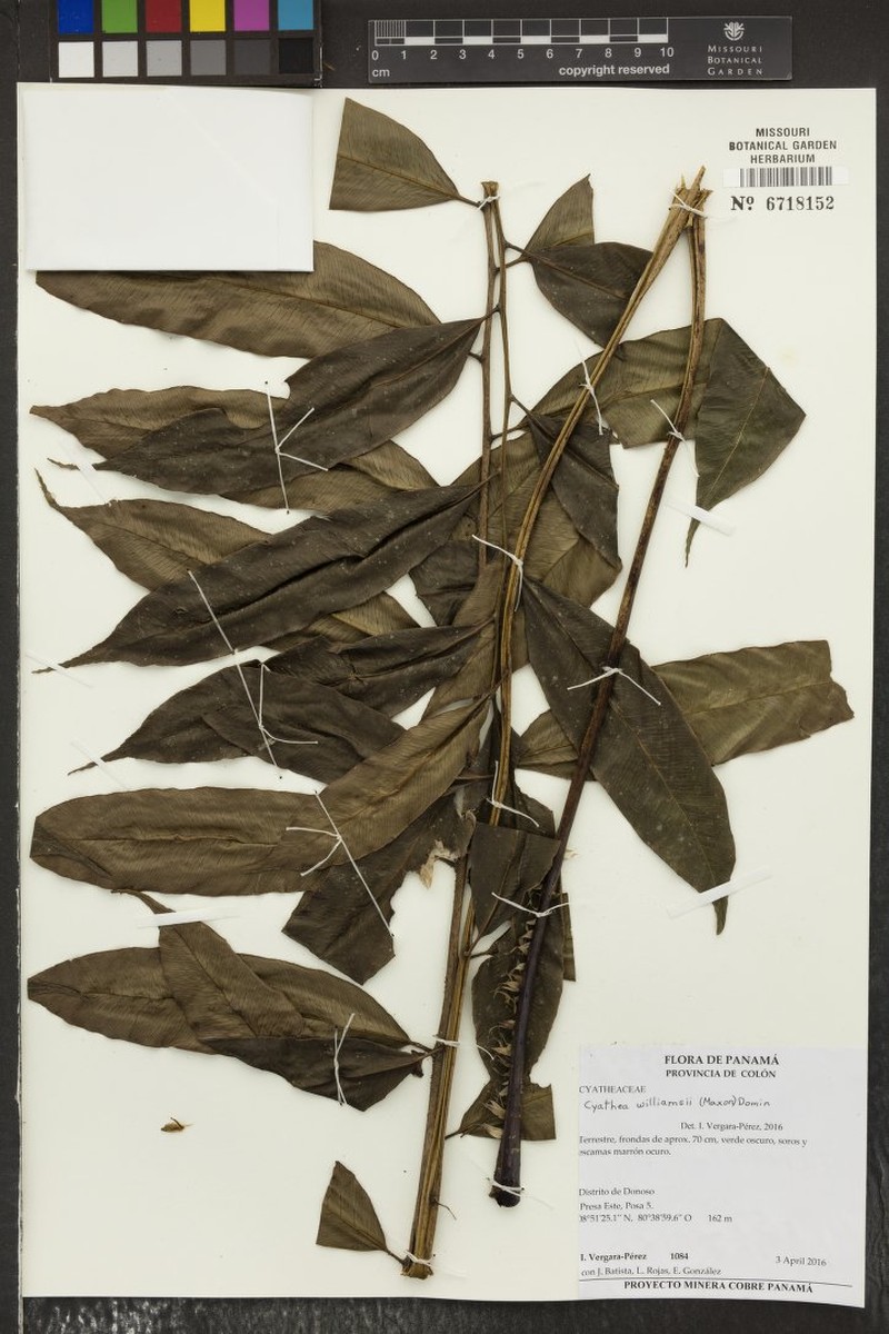 Cyathea williamsii photo 4