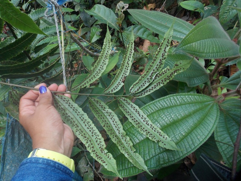 Cyathea williamsii photo 5