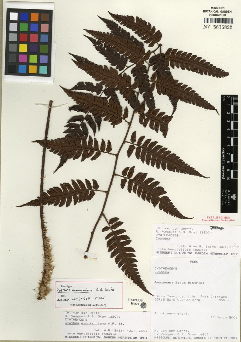 Cyathea windischiana