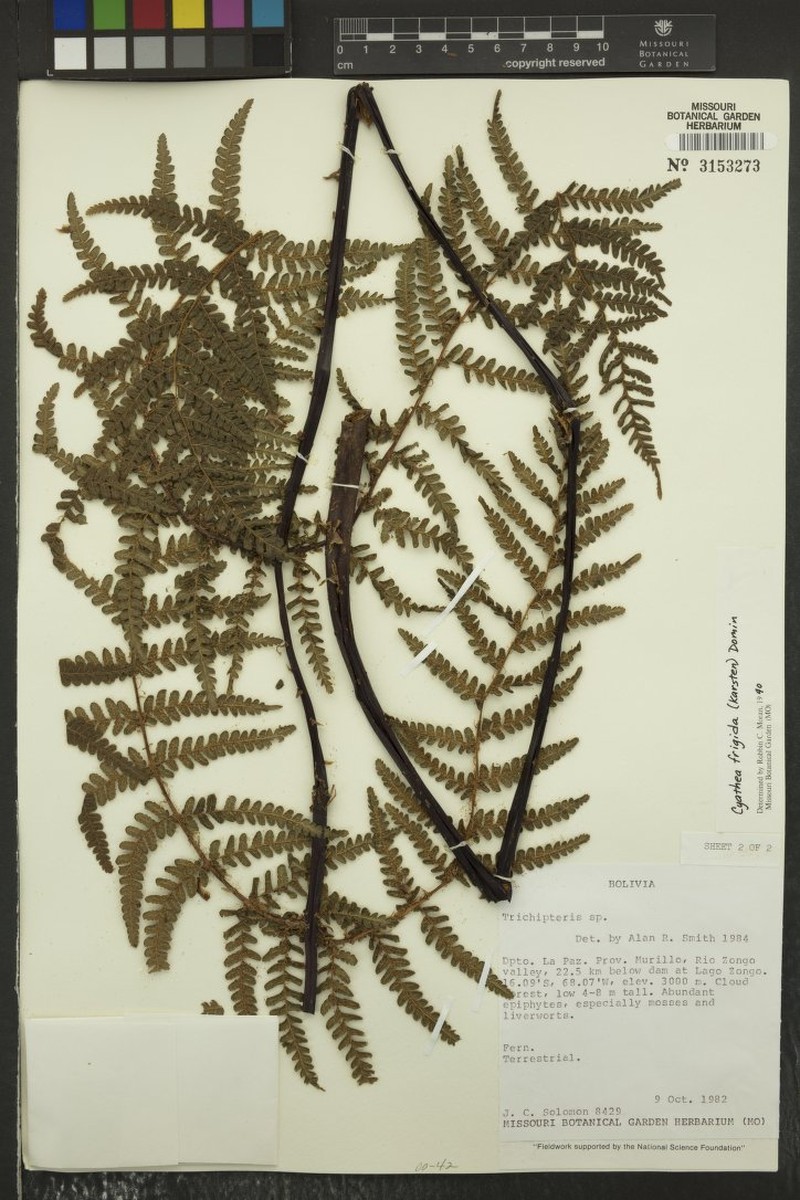 Cyathea zongoensis