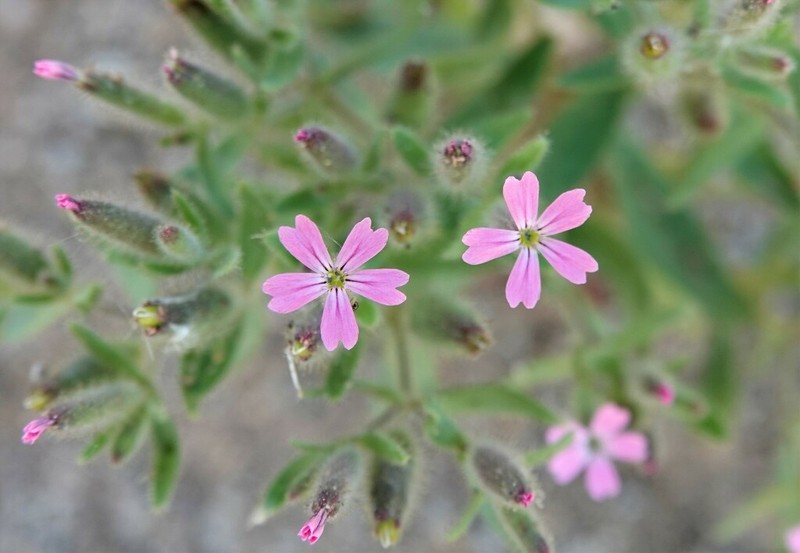 Cyathophylla viscosa