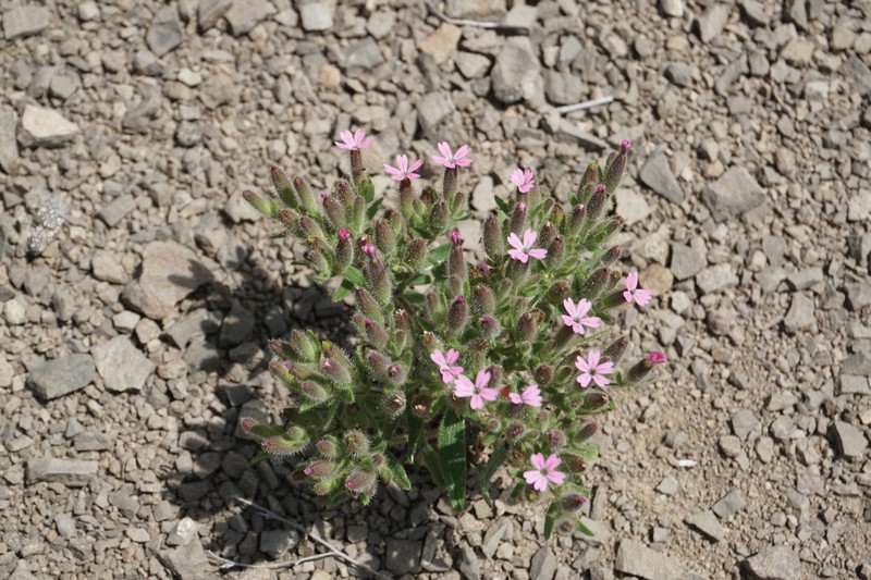 Cyathophylla viscosa photo 2