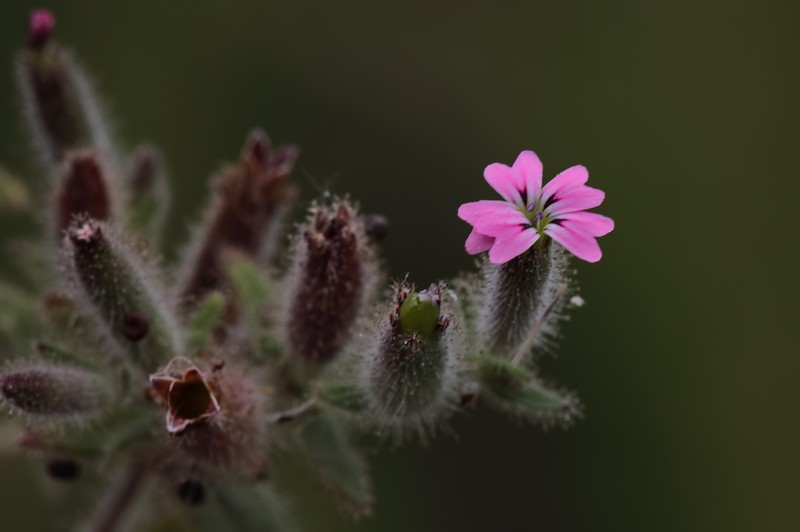 Cyathophylla viscosa photo 3