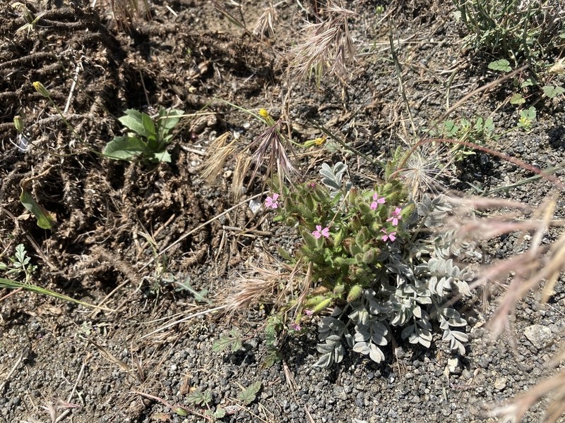 Cyathophylla viscosa photo 4