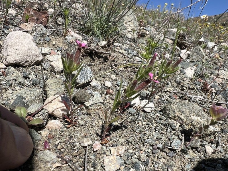 Cyathophylla viscosa photo 5