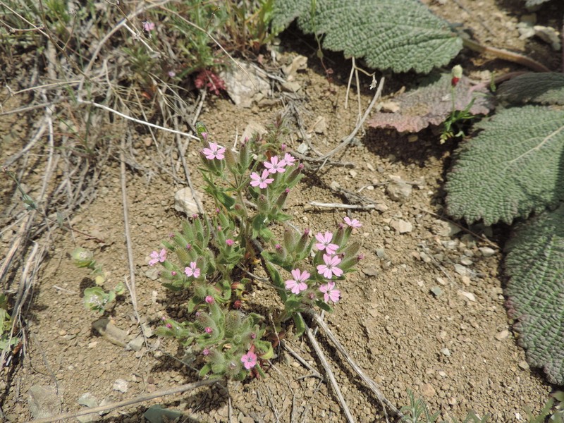 Cyathophylla viscosa photo 6
