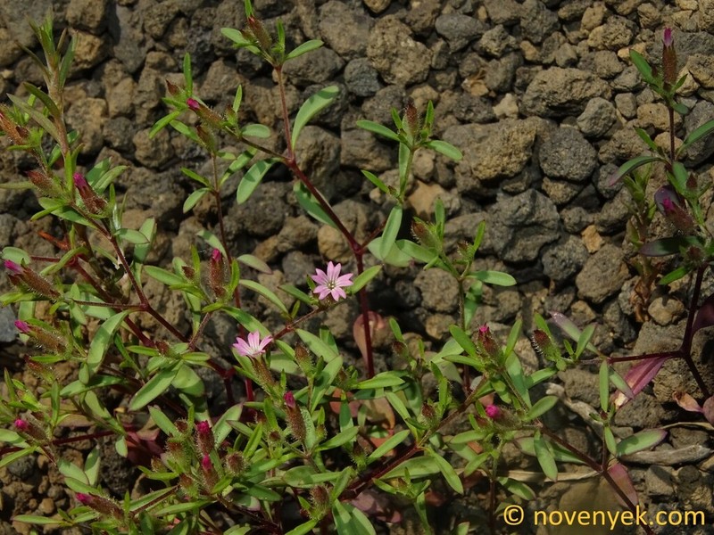 Cyathophylla viscosa photo 8