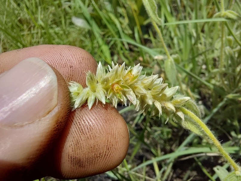 Cyathula confusa