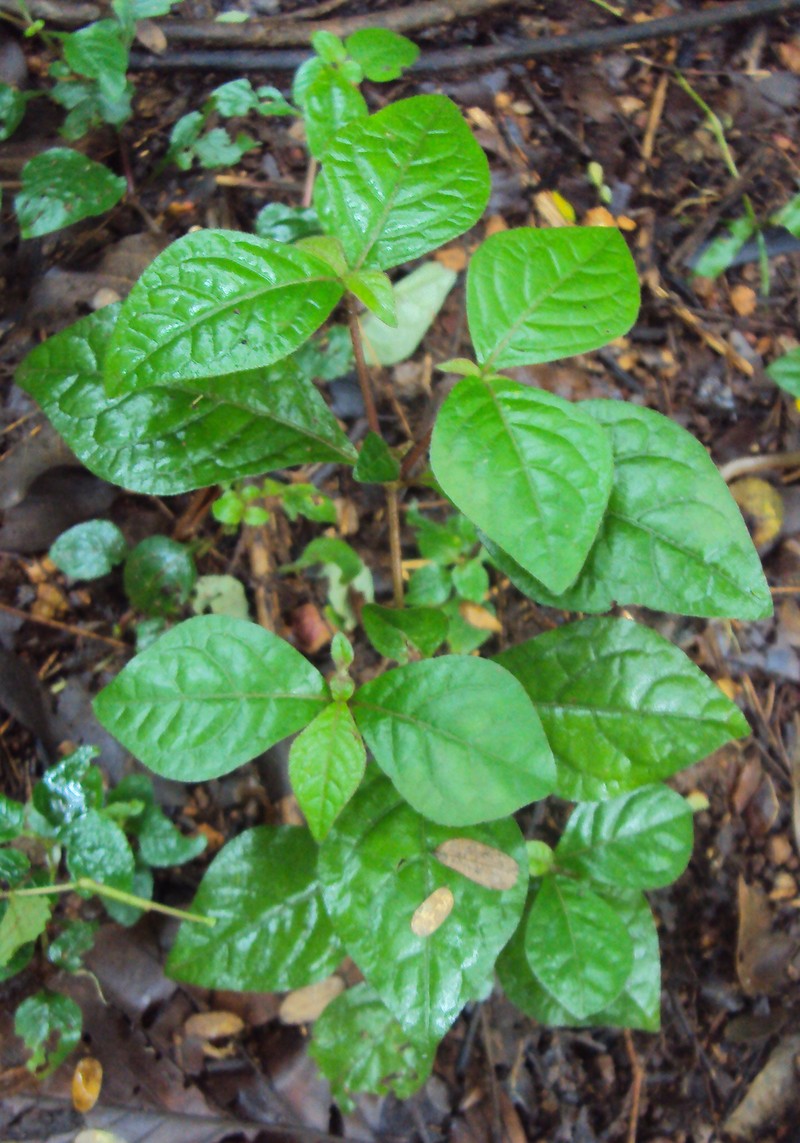 Pastureweed