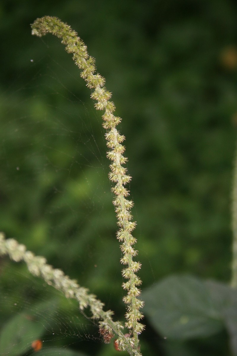 Pastureweed photo 6