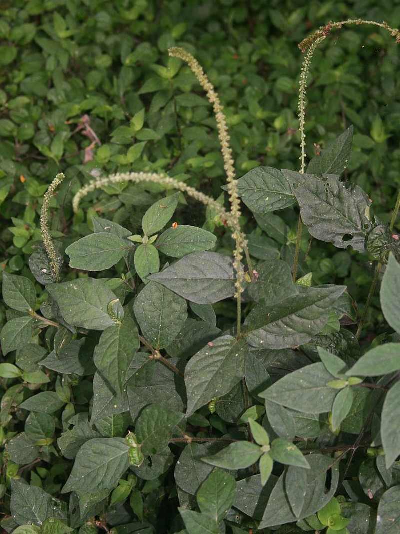 Pastureweed photo 2